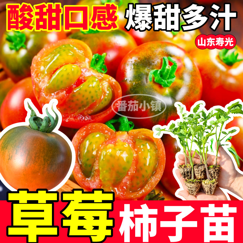 寿光草莓柿子番茄苗秧带土爆甜正宗东北铁皮番茄种子阳台小院盆栽
