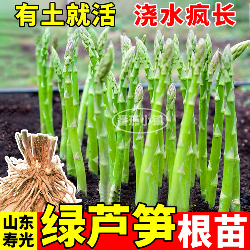 多年生绿芦笋子芦笋根苗四季阳台盆栽正宗芦笋苗现挖现发多茬采收