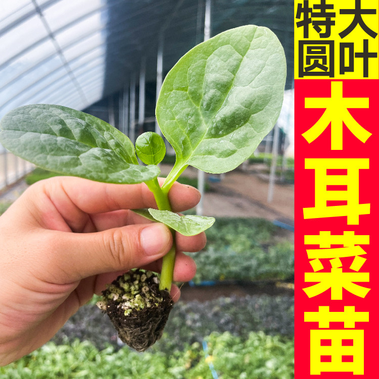 寿光特大圆叶木耳菜苗秧豆腐菜种子四季春秋盆栽带土易活肉厚脆嫩