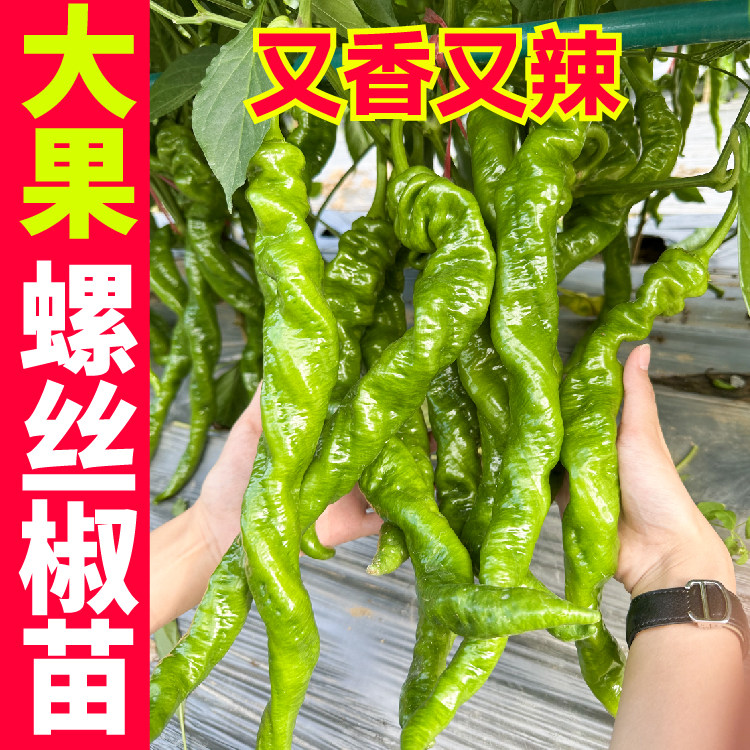 又香又辣大果螺丝椒苗秧带土球巨型陇椒线椒薄皮羊角辣椒种子盆栽