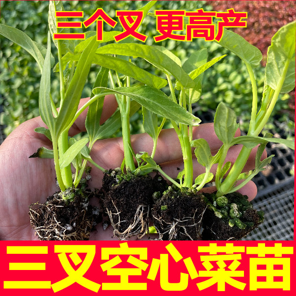 山东寿光高产三叉空心菜秧苗四季阳台盆栽竹叶大柳叶种子籽带土球
