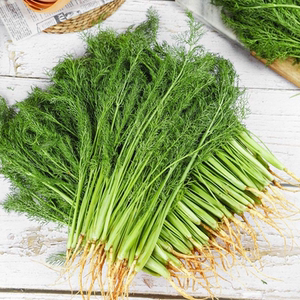 云南农家带根小茴香新鲜蔬菜现挖带根发货小茴香