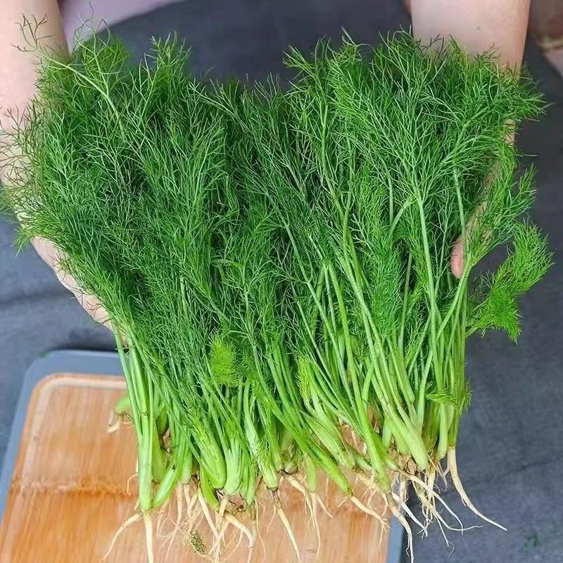 云南农家现挖带根小茴香新鲜小茴香现挖现发茴香