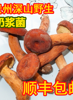 过季没货新鲜奶浆菌贵州深山野生蘑菇新鲜现摘奶浆菌松菇菌枞树菇