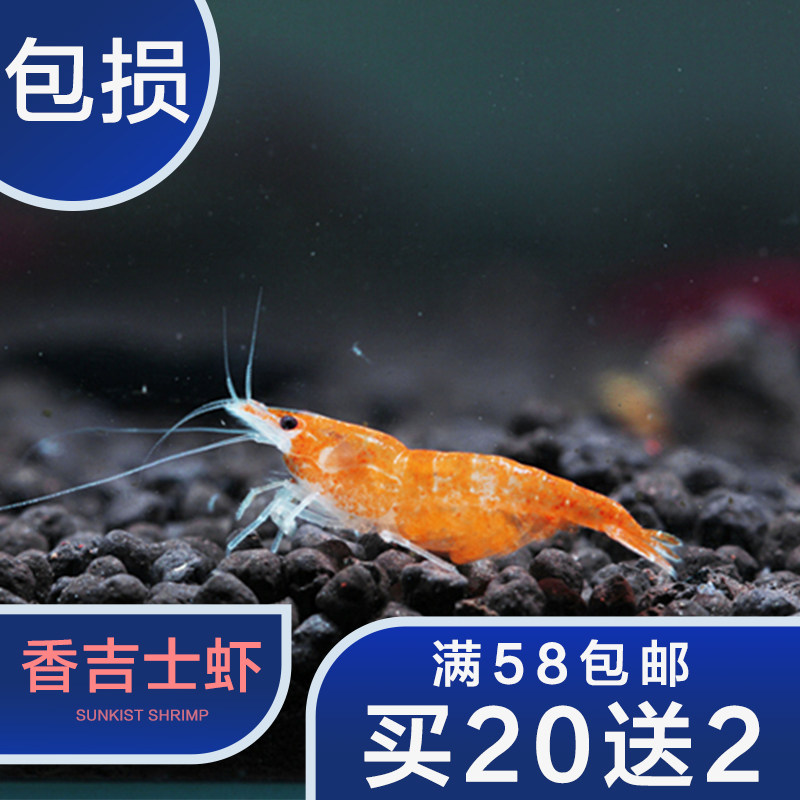 香吉士米虾橘子色观赏虾活体除藻工具虾 20只一组送2只 包邮