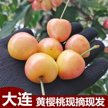 大连黄樱桃雷尼尔佳红4J国产车厘子孕妇新鲜水果整箱顺丰包邮