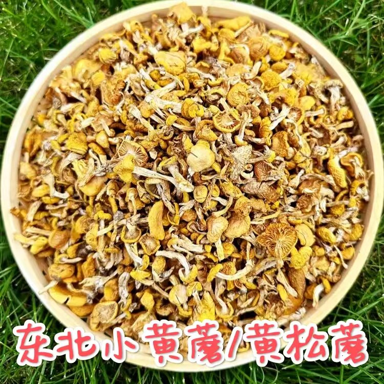 2026年东北小黄蘑 黄松蘑 口感嫩滑 煲汤炖鸡干货250克包邮