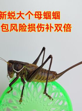 大个铁皮母蝈蝈一对新脱铁皮山青野生蝈蝈幼虫绿蝈蝈卵母蚰子驴驹