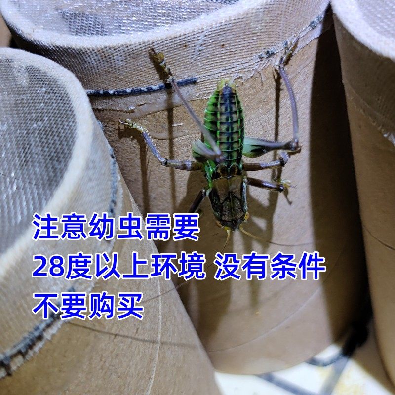 蝈蝈小苗子公母蝈蝈幼苗蝈蝈幼虫铁皮翠绿山青蝈蝈幼虫蝈蝈秧子