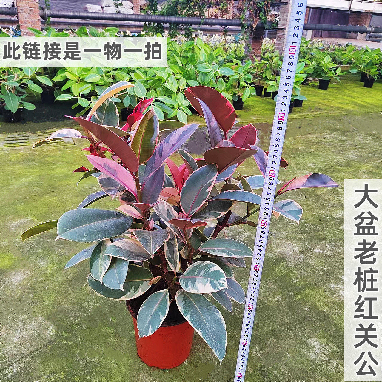 龙诚花盛大型观叶盆栽橡皮树老桩红关公老桩富贵榕一物一拍室内外