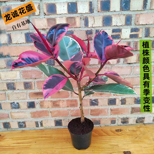 橡皮树花叶植物庭院阳台绿植