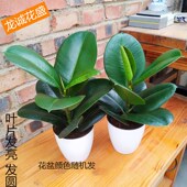 绿金刚黑金刚花叶橡皮树大叶盆栽绿植室内净化空气四季 常绿龙诚