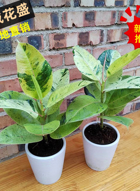 雀斑公主绿色花叶橡皮树绿植盆栽室内外观叶植物净化空气龙诚花盛