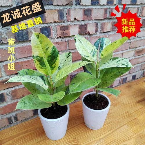 橡皮树室内阳台美观易养