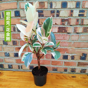 花叶橡皮树老桩北欧风花金刚坦尼克办公室内桌面庭院盆栽净化空气