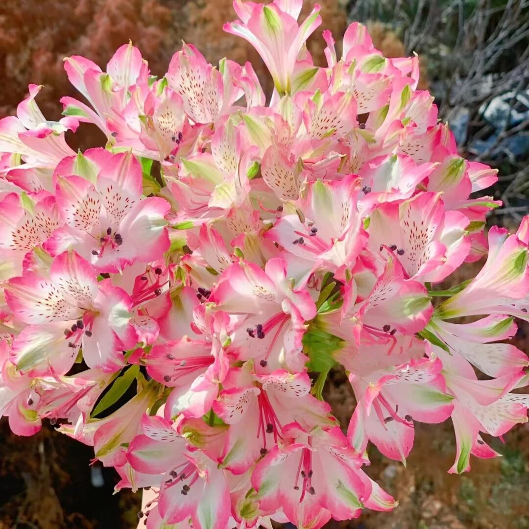 【水仙百合】高品质鲜切花室内水养云南鲜花基地直发