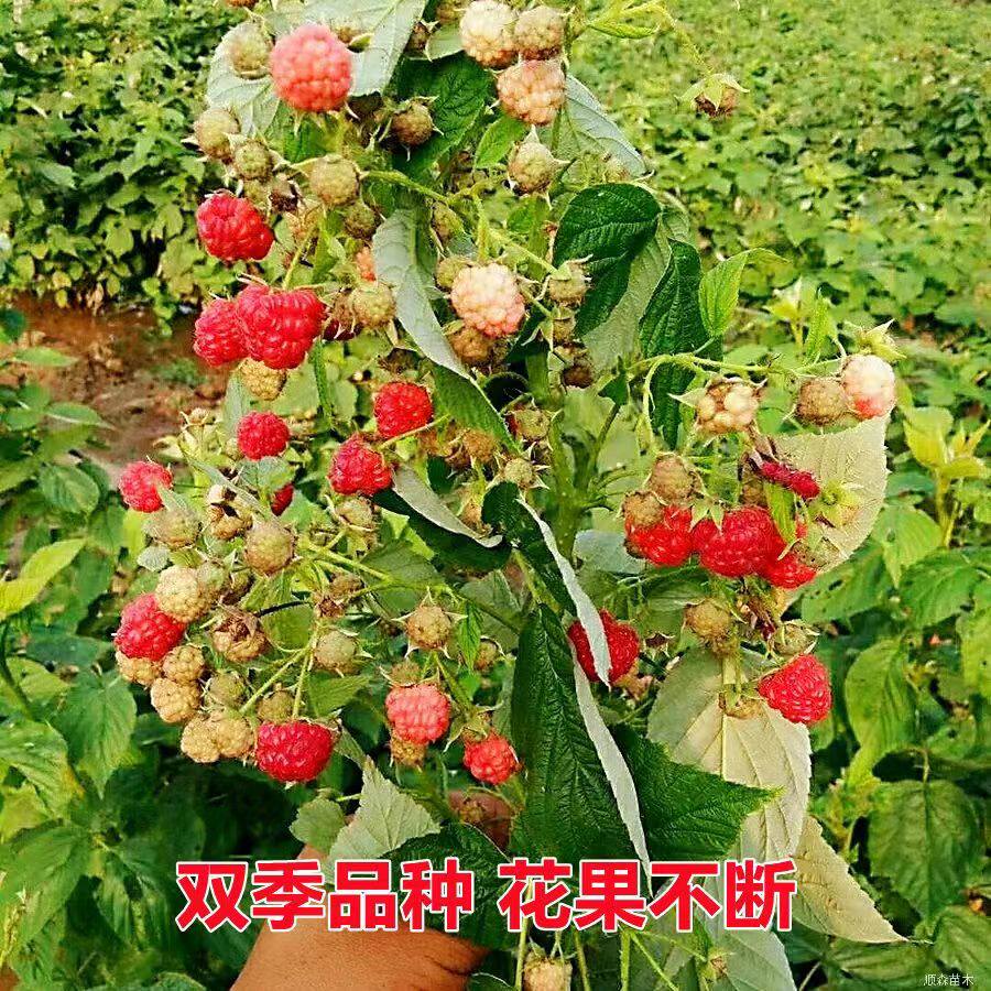 牚叶覆盆子树梅苗刺泡野草莓红树莓苗四季盆栽黄黑树莓苗带土带盆