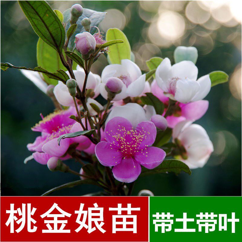 正宗桃金娘苗山捻子树苗乌稔多尼小种苗盆景地栽庭院植物带土带叶