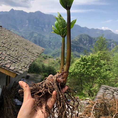 正宗滇重楼苗药用七叶一枝花苗