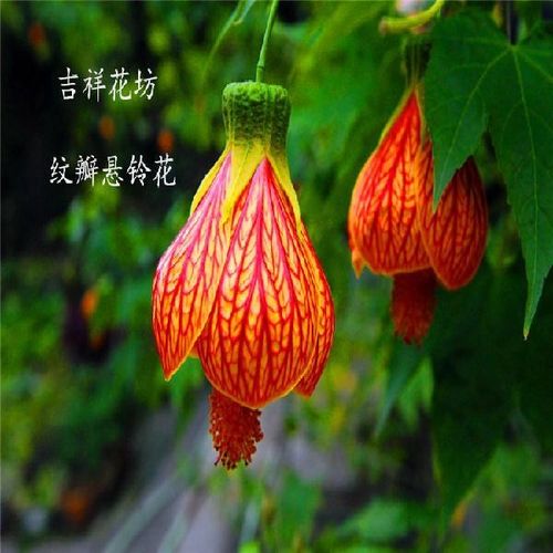 纹瓣悬铃花灯笼花爬藤倒挂金钟吊钟花铃儿花四季开花灯笼花盆栽