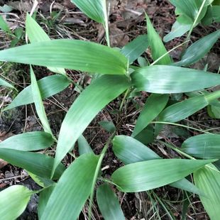 新鲜现挖淡竹叶苗碎骨子山鸡米金鸡米种植苗竹麦冬活苗中草药泡茶