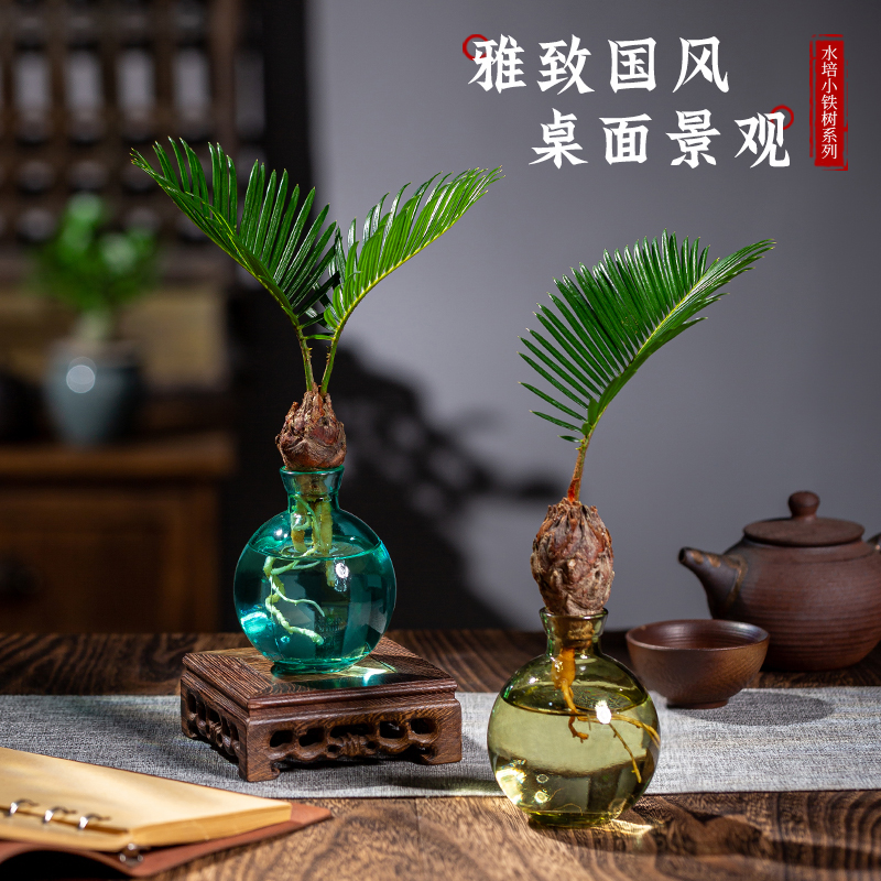 轻奢水培植物铁树小盆栽送营养液