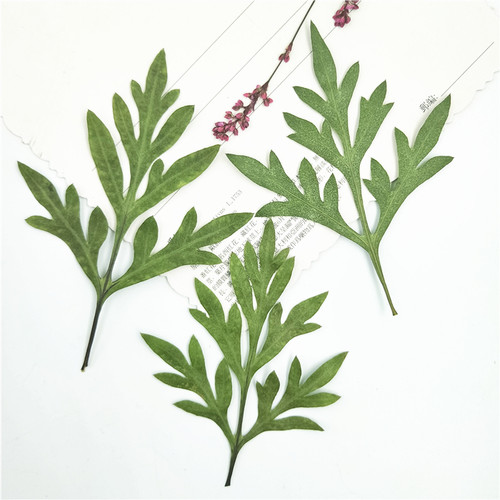 植物标本植物标本干花