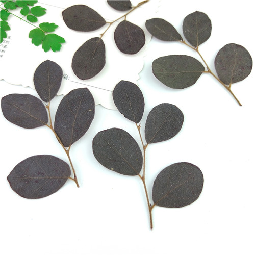 植物标本植物标本树叶