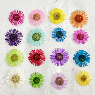 植物标本 滴胶干花手机壳diy押花压花书签明信片 小飞蓬 针菊