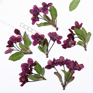 真树叶植物标本 海棠花 饰 押花贴脸装 手工贴画 带枝多头干花压花