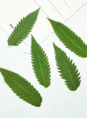 雪柳树叶植物标本幼儿园亲子diy