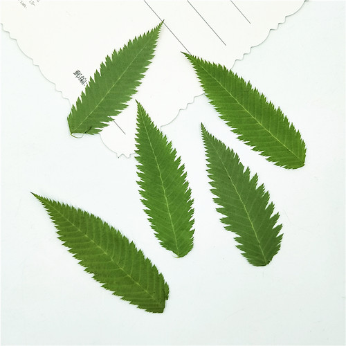 雪柳树叶植物标本幼儿园亲子diy
