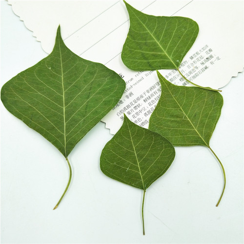 乌桕叶片手机壳植物标本蜡烛干花