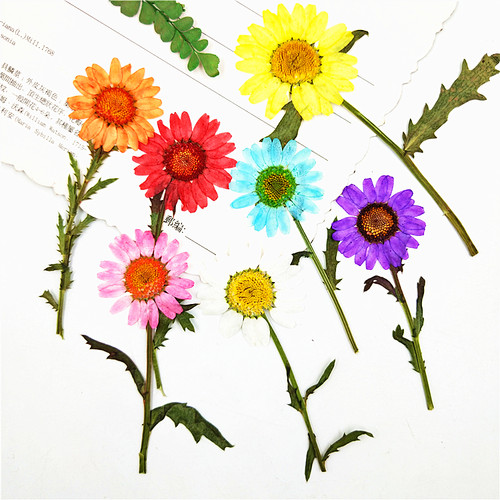 带枝晶菊干花diy干花脸妆