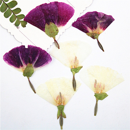 古代干花少女扇形干花香薰蜡片