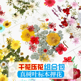 花瓣装 Pressed 真花压花材料包 干花押花组合包 饰 Flower干花包