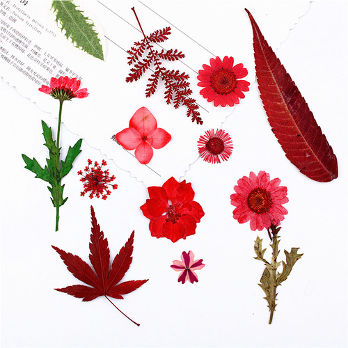 红色花朵干花压花材料植物标本