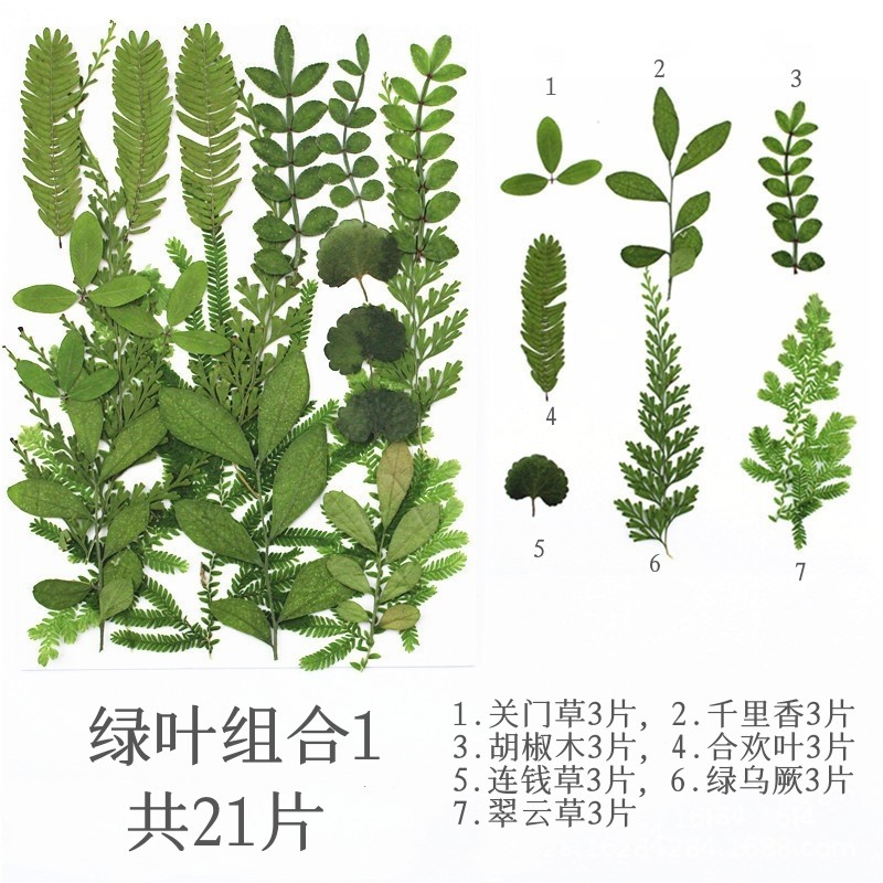 绿叶包 天然干花压花雅花植物标本儿童手工节日礼品节日手工制作