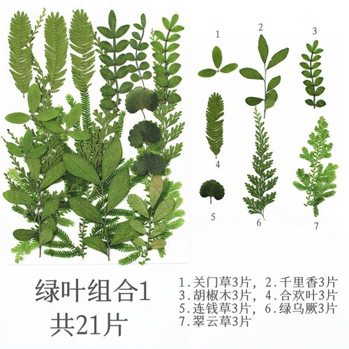 天然干花压花雅花植物标本
