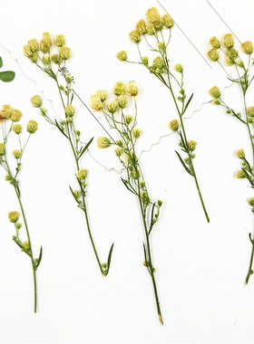 小蓬草 干花枝叶押花贴脸真树叶植物标本压花台灯蜡烛书签押花画