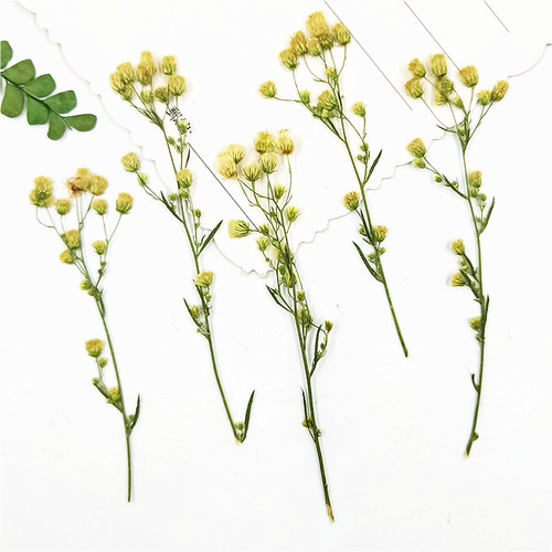蓬草枝叶贴脸植物标本干花