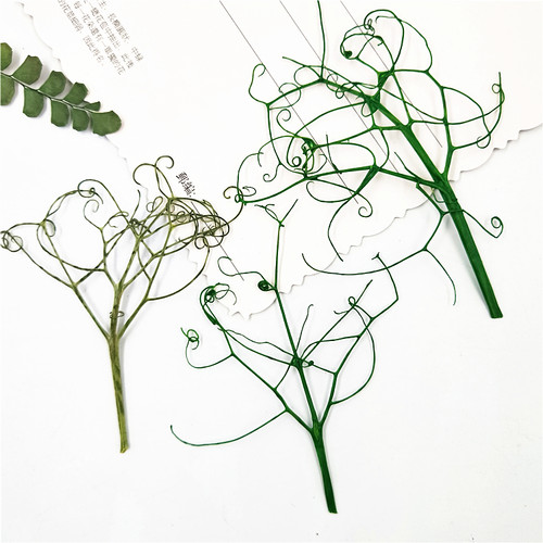 植物标本植物标本树叶