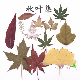 秋叶集干花真树叶贴画 植物标本 枫叶银杏儿童手工书签卡片明信片