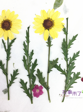 天然干花天然干花树叶