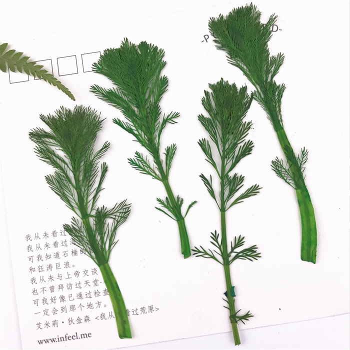 寿松押花压花真花滴胶干花手机壳材料diy植物标本儿童手作 6片装