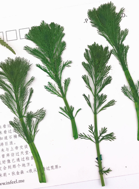 植物标本植物标本树叶