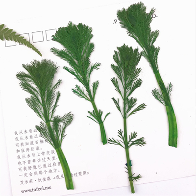 植物标本植物标本树叶