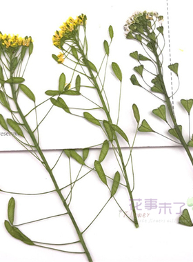 植物标本干花材料压花