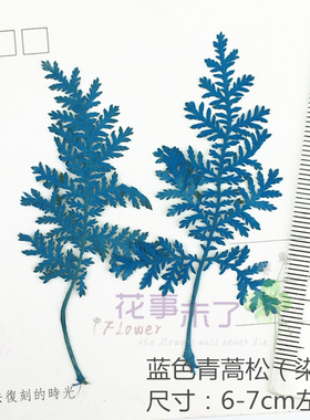 青蒿松 蒿叶染色 干花押花滴胶手机壳材料 diy植物教学标本12片装