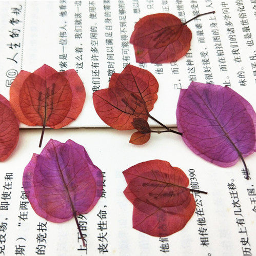 三角梅干花押花手工植物标本香薰